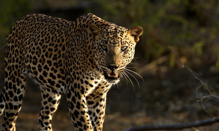 Ceylon Island Trails